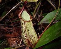 Plant's sonar-bouncing leaves attract bats -- and their poo