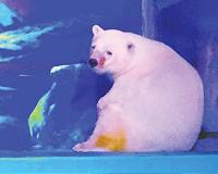 Video of world's 'saddest polar bear' in China sparks outrage