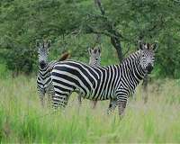 Scientists solve the riddle of zebras' stripes