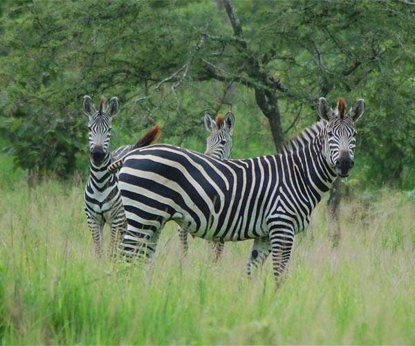 S.Africa to dish up more zebra to boost jobs and conservation