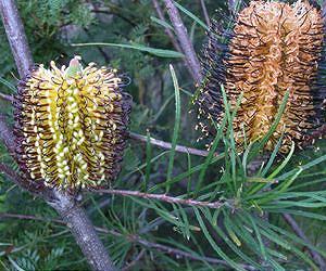 Ice age extinction shaped Australian plant diversity