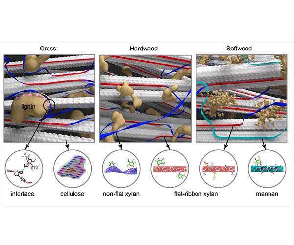 LSU chemists unlock the key to improving biofuel and biomaterial production