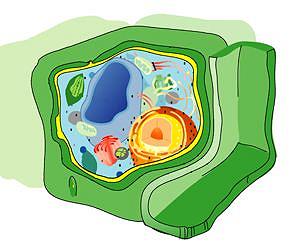 NREL researchers use imaging technologies to solve puzzle of plant architecture