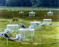 Plant growth enhanced by increased CO2 with significant variations