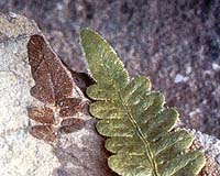 Climate change: Fossil record points to future mass extinctions