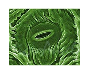 Gene Helps Plants Use Less Water Without Biomass Loss