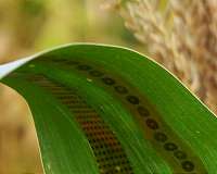 Wearable sensors for plants enable measurements of water use in crops