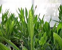 Molecular signature shows plants are adapting to increasing CO2