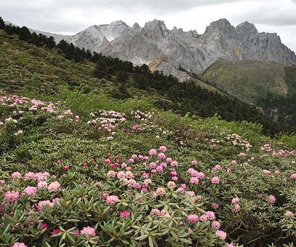 Plants can absorb more CO2 from human activities than previously expected