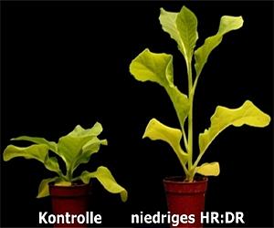 How Plants Counteract Against The Shade of Larger Neighbours