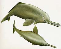 Rare dolphin 'beaten to death' in Bangladesh