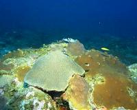 New study of largely unstudied mesophotic coral reef geology