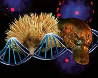 New Insights Into Australia's Unique Platypus