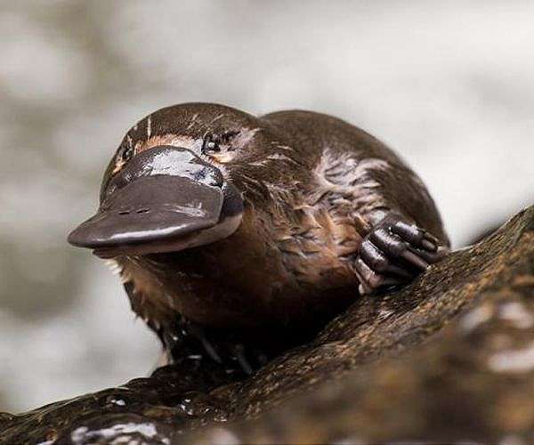 Australia's 'irreplaceable' platypus threatened by dams: study