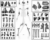 Fossil skeleton confirms earliest primates were tree dwellers