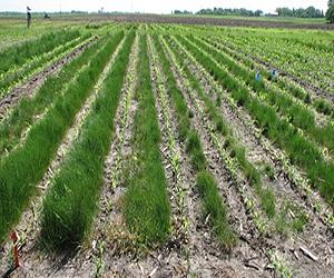 Statistical Analysis Can Estimate Crop Performance