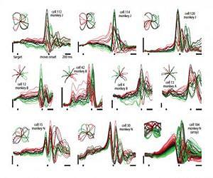 A different drummer: Stanford engineers discover neural rhythms drive physical movement