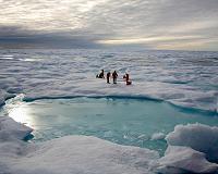 Scientists surprised to find jellyfish under Arctic sea ice