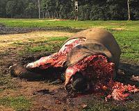 Study reveals how the social lives of orphaned elephants are impacted by poaching