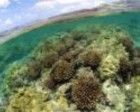 Australian scientists to unlock Great Barrier Reef genome