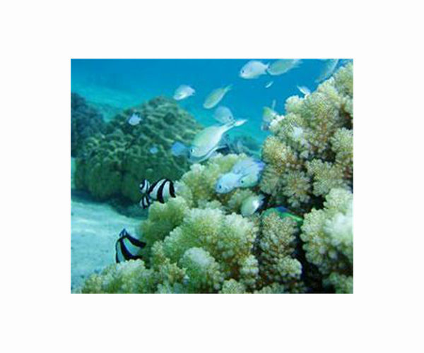 Scientists shed new light on viruses' role in coral bleaching