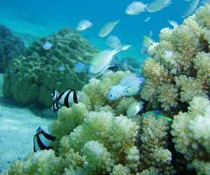Scary news for corals - from the Ice Age