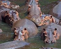 Killer hippos spread fear among fishermen in Senegal rivers