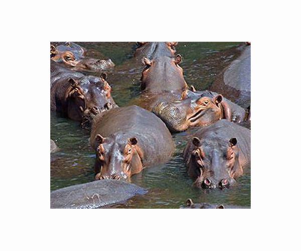 Removing Colombian druglord's hippos to cost $3.5 mn