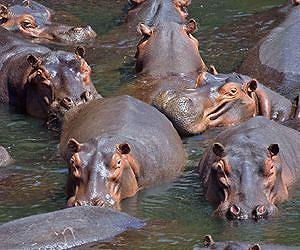 Did the changing climate shrink Europe's ancient hippos?