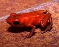 New poison dart frog species found in Panama