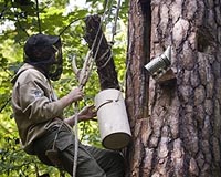 In Poland, honey - again - grows on trees