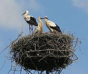 Cold spring weather catastrophic for Poland's stork populations