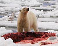 Polar Bear Researchers Urge Caution In Hunting Policy