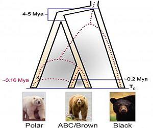 Polar bear evolution tracked climate change