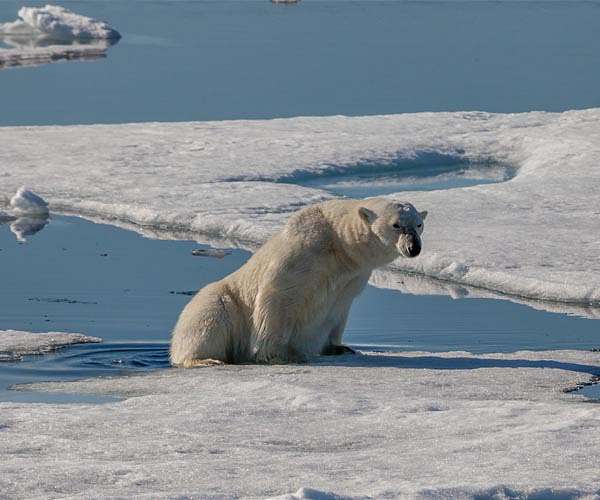 On thin ice: Greenland's last Inuit polar bear hunters