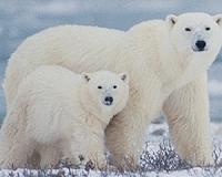 Scientists and bears: uneasy Arctic neighbours