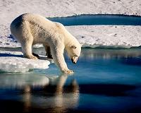 Polar bear numbers to plunge a third as sea ice melts