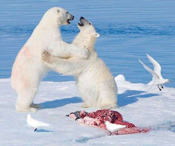 Polar bears sustain arctic scavengers with millions of kilograms of food each year