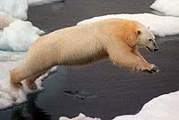 Arctic Climate Models Playing Key Role In Polar Bear Decision