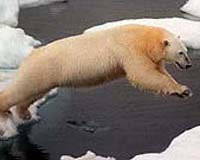 Rapid action needed to save polar bears from climate change: WWF