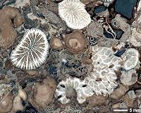Symbiotic relationship crucial to reef survival dates to the Triassic