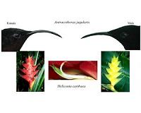Pollinator competition may drive flower diversification