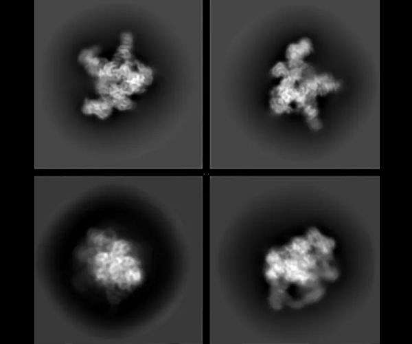 Unraveling the Complexity of Plant Photosynthesis at the Atomic Level