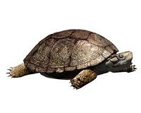 Spanish police smash Europe's 'biggest' illegal turtle farm