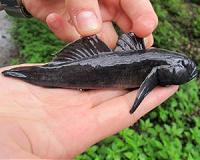 New detection method for Goby invasion