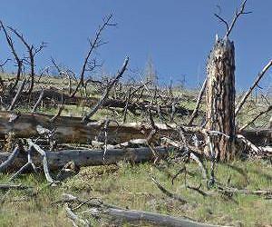 Climate change threatens forest survival on drier, low-elevation sites