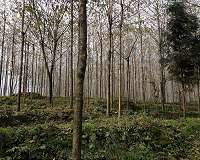 Scientists genetically engineer pollution-free poplar tree