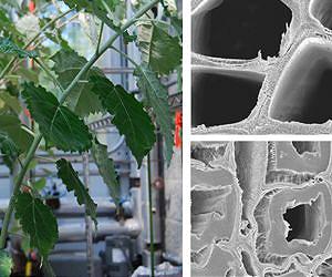 First-of-a-kind tension wood study broadens biofuels research