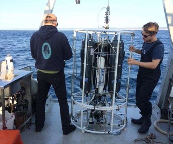 Microscopic ocean predator with a taste for carbon capture