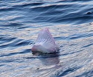 Impact Of Unsettled Summer Weather On UK Marine Life